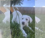 Small #4 Great Pyrenees Mix