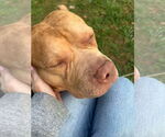Small #1 American Pit Bull Terrier Mix