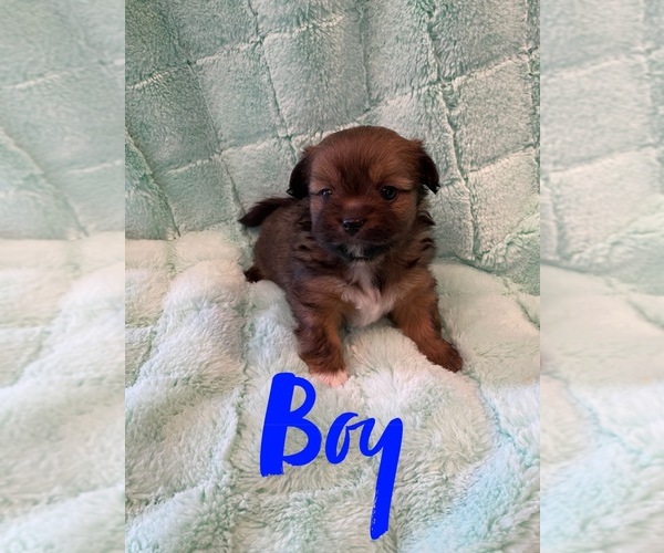 Medium Photo #5 Shiranian Puppy For Sale in FARR WEST, UT, USA