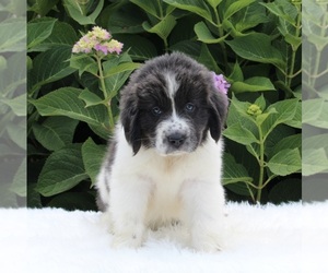 Newfoundland Puppy for sale in MILLERSBURG, OH, USA