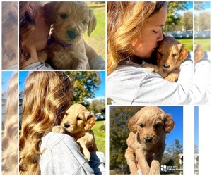 Goldendoodle Puppy for sale in DENHAM SPRINGS, LA, USA
