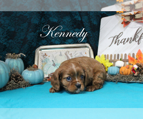 Medium Photo #9 Cavalier King Charles Spaniel Puppy For Sale in CHANUTE, KS, USA