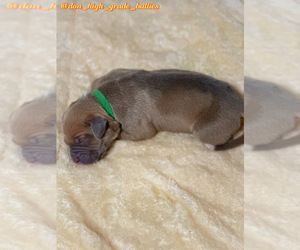 American Bully Puppy for sale in FORT LAUDERDALE, FL, USA