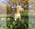 Small Photo #4 Golden Retriever Puppy For Sale in EVERETT, WA, USA