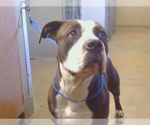 Mutt Dogs for adoption in Sacramento, CA, USA