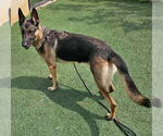 Small #6 German Shepherd Dog Mix