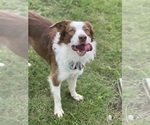 Small Photo #1 Border Collie Puppy For Sale in CONVERSE, TX, USA