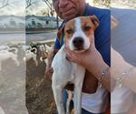 Small Rat Terrier Mix