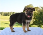 Small #2 German Shepherd Dog