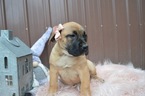 Small Photo #1 Boerboel Puppy For Sale in HONEY BROOK, PA, USA