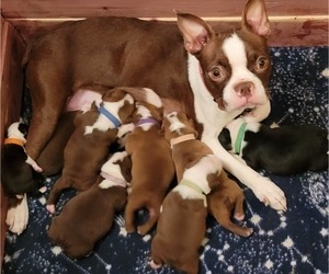 Mother of the Boston Terrier puppies born on 12/27/2021