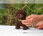 Small #27 ShihPoo
