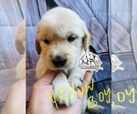 Small Photo #10 Golden Retriever Puppy For Sale in BOILING SPGS, SC, USA