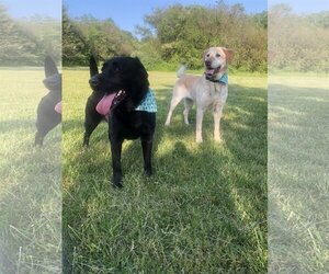 Labrador Retriever Dogs for adoption in Newfield, NJ, USA