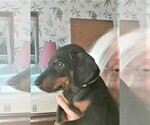 Small Photo #5 Doberman Pinscher Puppy For Sale in VANCOUVER, WA, USA