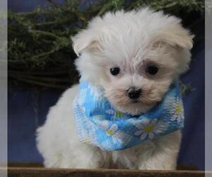 Maltese Puppy for sale in ORO VALLEY, AZ, USA