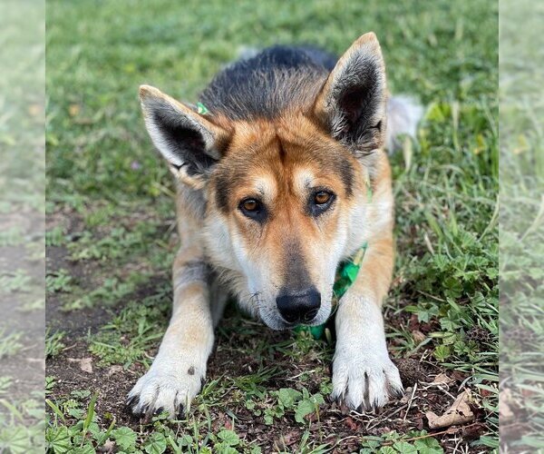 Medium Photo #1 German Shepherd Dog Puppy For Sale in San Diego, CA, USA