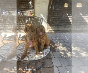 Doodle-Goldendoodle Mix Puppy for sale in MODESTO, CA, USA