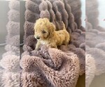 Small #2 Bichpoo