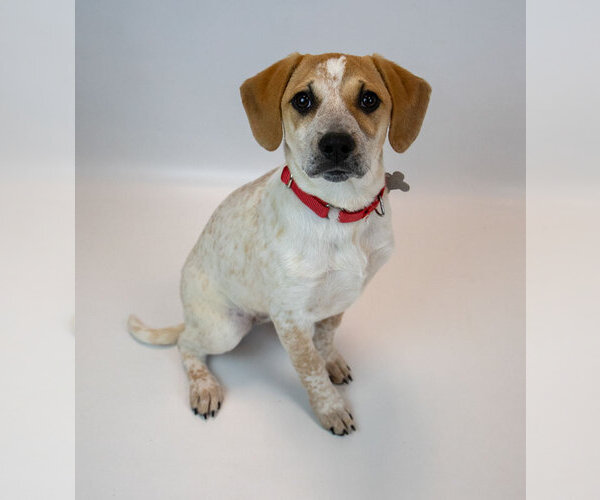 Medium Photo #5 Mutt Puppy For Sale in Kennesaw, GA, USA