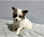 Small #2 Papillon