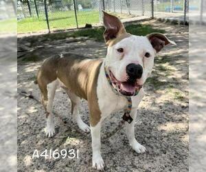 American Pit Bull Terrier-Unknown Mix Dogs for adoption in Conroe, TX, USA