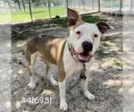 Small American Pit Bull Terrier Mix