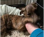 Small Photo #4 Labrador Retriever-Spaniel Mix Puppy For Sale in Coventry, CT, USA