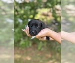 Puppy Zara Dutch Shepherd Dog
