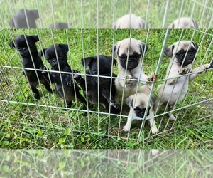 American Lo-Sze Pugg Puppy for sale in LAFAYETTE, IN, USA