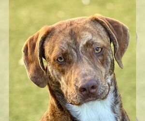 Mutt Dogs for adoption in Canton, CT, USA