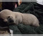 Small Photo #16 Pug Puppy For Sale in HILLSDALE, MI, USA