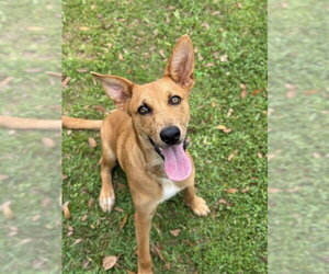 Black Mouth Cur-Carolina Dog Mix Dogs for adoption in Sugar Land, TX, USA