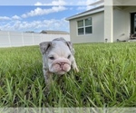 Small Photo #8 English Bulldog Puppy For Sale in PORT SAINT LUCIE, FL, USA
