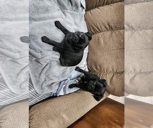 Pug Puppy for sale in NEW AUBURN, WI, USA