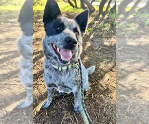 Texas Heeler-Unknown Mix Dogs for adoption in Santa Barbara, CA, USA