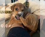 Small #2 Mutt