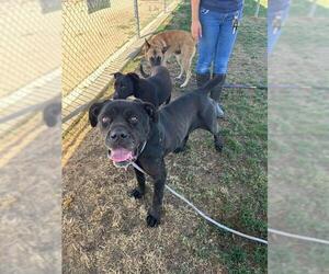 Mastiff Dogs for adoption in Bakersfield, CA, USA