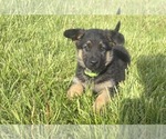 Puppy Lime Collar German Shepherd Dog