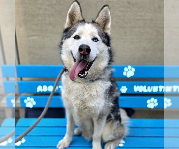 Medium Photo #1 Siberian Husky Puppy For Sale in Long Beach, CA, USA