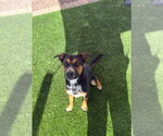 Jasper - Male Mutt Dog for Adoption - Small photo
