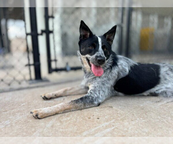 Medium Photo #2 Mutt Puppy For Sale in Temple, TX, USA