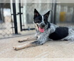 Small #1 Mutt