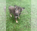 Small Photo #4 Australian Shepherd Puppy For Sale in ALBERTVILLE, AL, USA