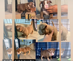 Image preview for Ad Listing. Nickname: Walter