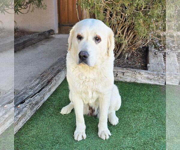 Medium Photo #2 Labrenees Puppy For Sale in Albuquerque, NM, USA