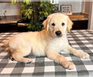 Golden Retriever Puppy for sale in GREENWOOD, IN, USA