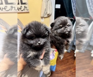 Pomeranian Litter for sale in SAN LEANDRO, CA, USA