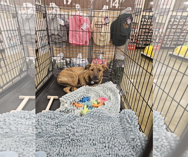 Medium Photo #2 - Mix Puppy For Sale in Brooksville, FL, USA