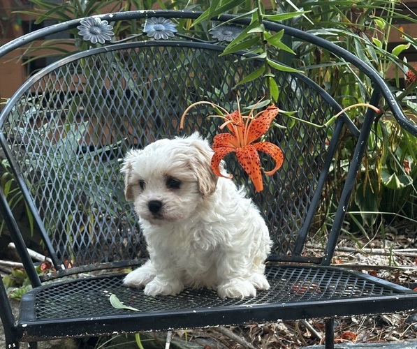 Medium Photo #2 Cava-Tzu Puppy For Sale in NAPERVILLE, IL, USA